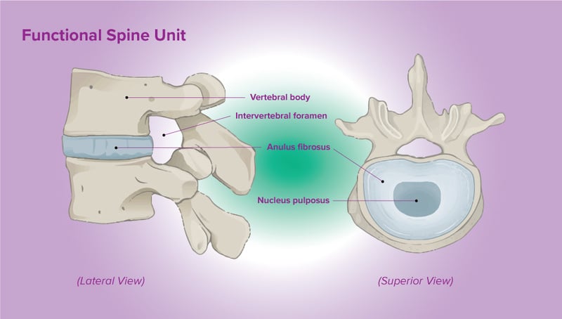 Functional Spinal Unit Bio Lexicon